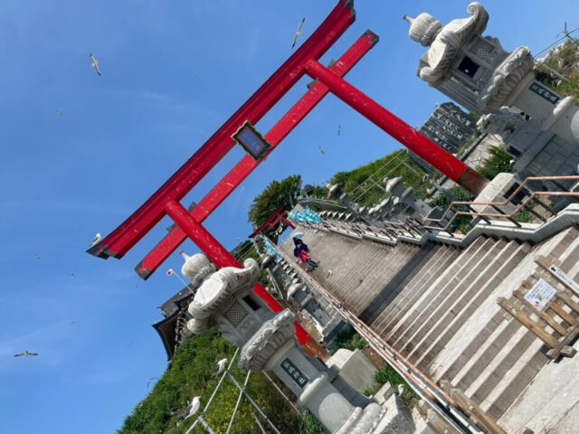 青森 神社 ウミネコ